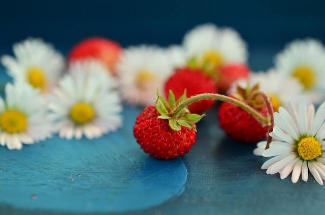 berries on plant closeup ripening fruit summer garden