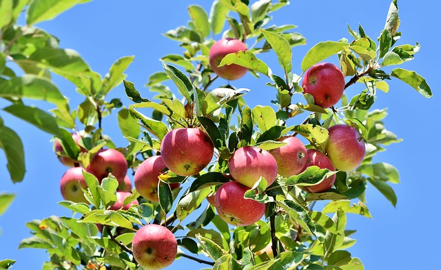 ripe pears in fruit basket orchard harvest