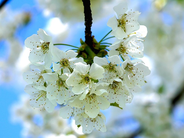 orchard pathway apple trees blossom Ireland visit experience