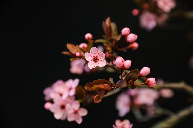 orchard rows in Ireland changing seasons soft pink blossoms and autumn fruit