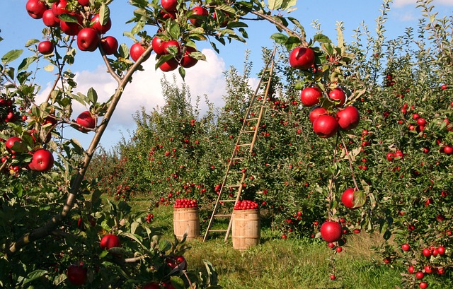 orchard pathway in Ireland with apple trees and blossoms for visitors