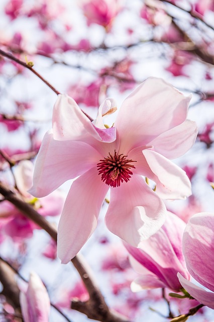 apple blossoms closeup soft pink flowers Ireland orchard spring