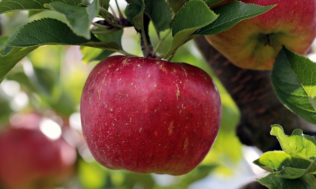 fresh red apples closeup orchard fruit Ireland