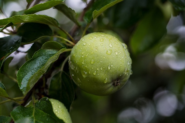 apple trees heavy with fruit in Irish orchard rows