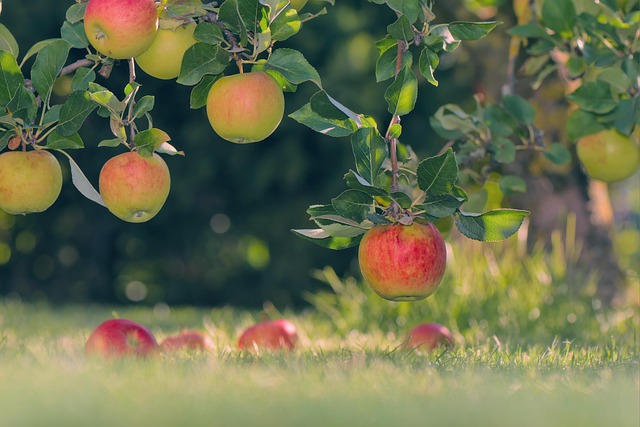 Irish orchard seasons apples blossoms summer berries autumn harvest