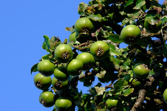 pear tree branch with fruit hanging in orchard