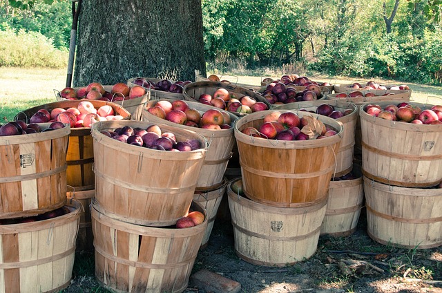 pears in wicker basket orchard harvest still life