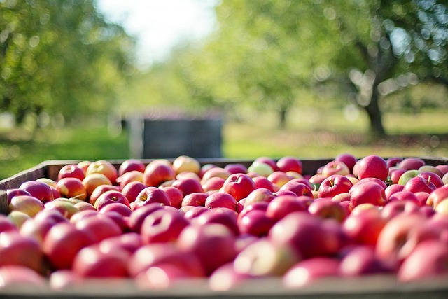 orchard visit fruit baskets blossoms apple trees Ireland countryside