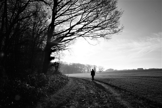 orchard rows Ireland countryside walking path visitors