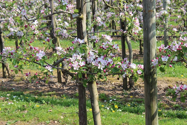 orchard blossoms apple trees in bloom Ireland countryside