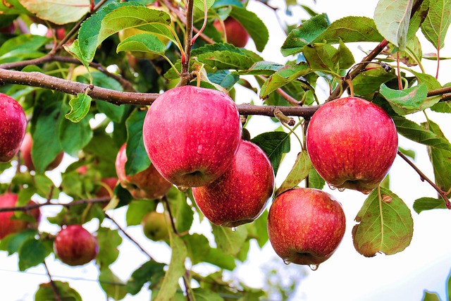 orchard blossoms and fruit basket Ireland contact page image